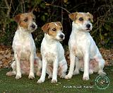 Parson Russell Terrier 9T016D-332
